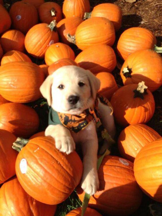 2018 Halloween events for Cleveland dog lovers