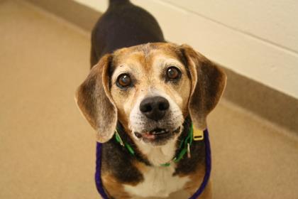 CLE Adoptable Canine of the Week